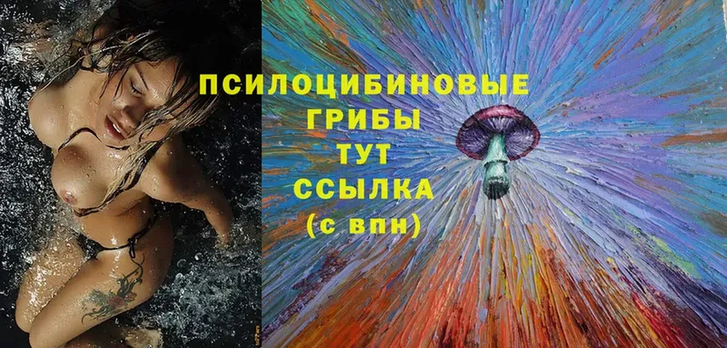 закладки  Сургут  Галлюциногенные грибы мицелий 